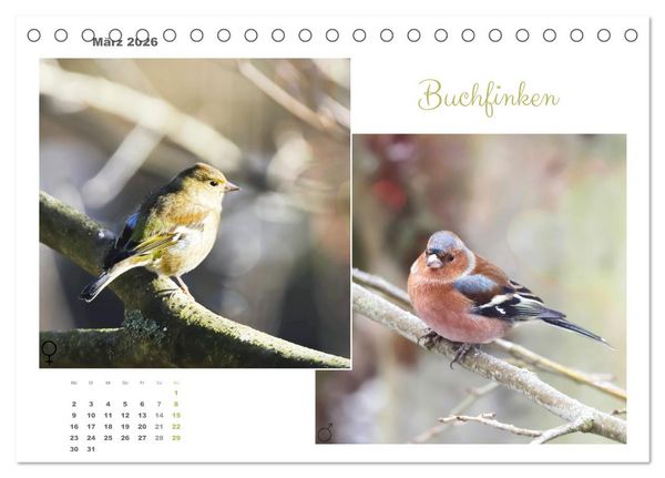 Produktbild: Vogel-P&auml;rchen (Tischkalender 2026 DIN A5 quer), CALVENDO Monatskalender