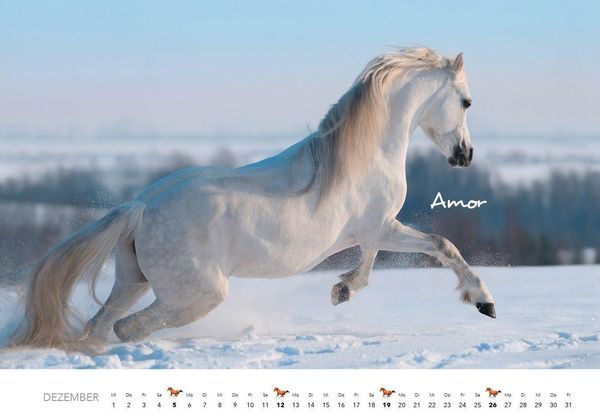 Produktbild: Pferde Kalender 2027 Wandkalender
