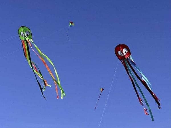 Produktbild: Paul G&uuml;nther 1163 - OCTOPUS, Einleiner-Drachen, 33cmx2,5m, 1 St&uuml;ck (Farbauswahl nicht m&ouml;glich!)