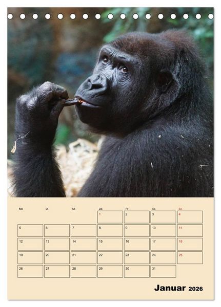 Produktbild: Gorillas (Tischkalender 2026 DIN A5 hoch), CALVENDO Monatskalender