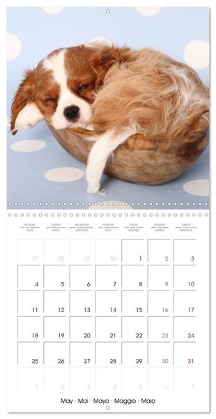 Produktbild: Sleeping Puppies (Wall Calendar 2026 12 &times; 12 Inch) CALVENDO 12 Month Wall Calendar