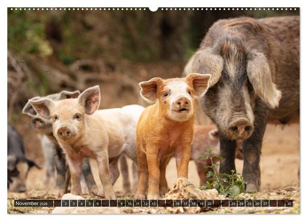 Produktbild: Korsika - s&uuml;&szlig;e, wilde Schweinchen (Wandkalender 2026 DIN A2 quer), CALVENDO Monatskalender