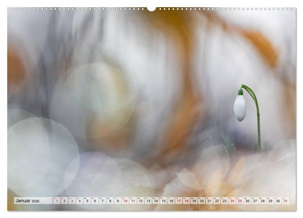 Produktbild: M&auml;rchenwelt der Wildblumen (hochwertiger Premium Wandkalender 2026 DIN A2 quer), Kunstdruck in Hochglanz