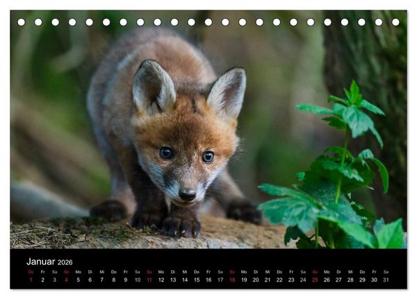 Produktbild: F&uuml;chse in freier Natur (Tischkalender 2026 DIN A5 quer), CALVENDO Monatskalender