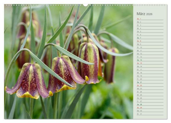 Produktbild: Liebenswerte Gl&ouml;ckchen (Wandkalender 2026 DIN A2 quer), CALVENDO Monatskalender