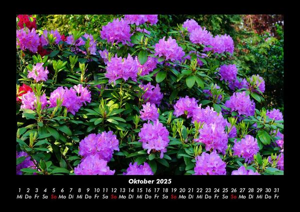 Produktbild: Blumenzauber 2025 Fotokalender DIN A3