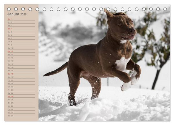 Produktbild: American Staff und Co. (Tischkalender 2026 DIN A5 quer), CALVENDO Monatskalender