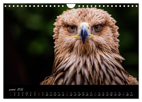 Produktbild: FACES DE RAPACES (Calendrier mural 2026 DIN A4 vertical), CALVENDO calendrier mensuel