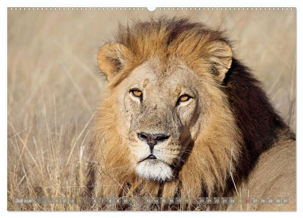 Produktbild: L&ouml;wen und Leoparden - Begegnungen in Afrika (Wandkalender 2026 DIN A2 quer), CALVENDO Monatskalender