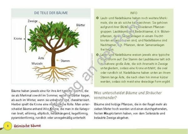 Produktbild: Paket: Heimische B&auml;ume