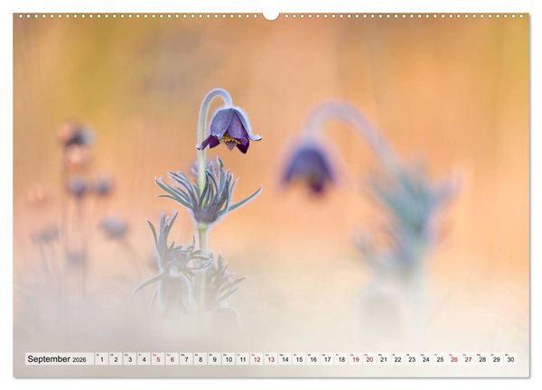 Produktbild: M&auml;rchenwelt der Wildblumen (hochwertiger Premium Wandkalender 2026 DIN A2 quer), Kunstdruck in Hochglanz
