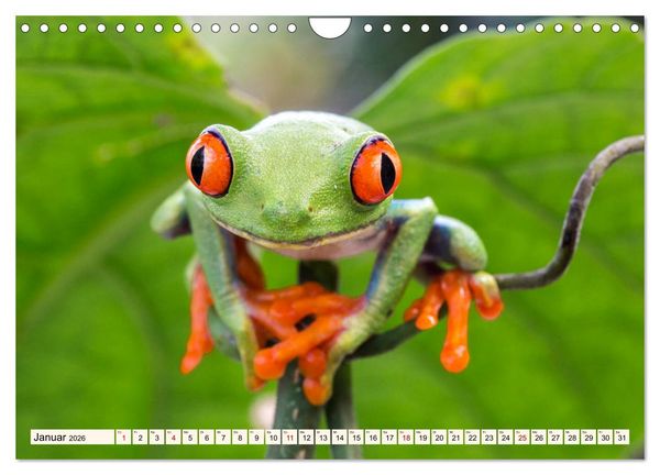 Produktbild: Costa Rica - Farben des Regenwaldes (Wandkalender 2026 DIN A4 quer), CALVENDO Monatskalender