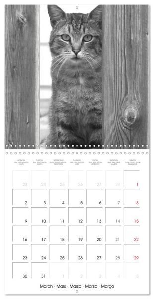 Produktbild: Black and white cat whispers (Wall Calendar 2026 12 &times; 12 Inch) CALVENDO 12 Month Wall Calendar