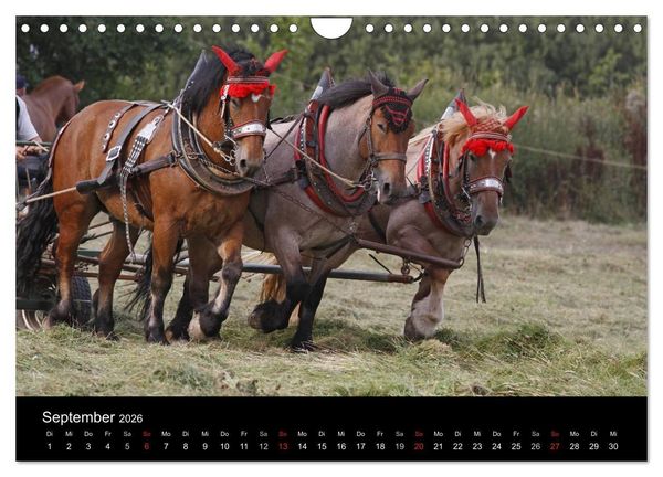 Produktbild: Starke Pferde bei der Arbeit (Wandkalender 2026 DIN A4 quer), CALVENDO Monatskalender