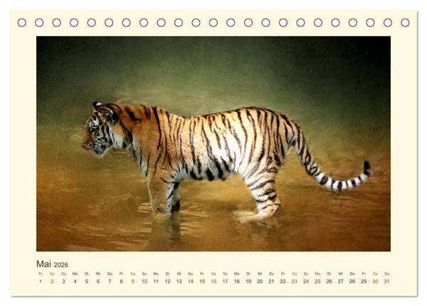 Produktbild: Sibirische Tigerportraits (Tischkalender 2026 DIN A5 quer), CALVENDO Monatskalender