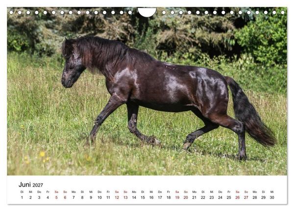 Produktbild: Islandpferde - Hufschlag aus Feuer und Eis (Wandkalender 2027 DIN A4 quer), CALVENDO Monatskalender