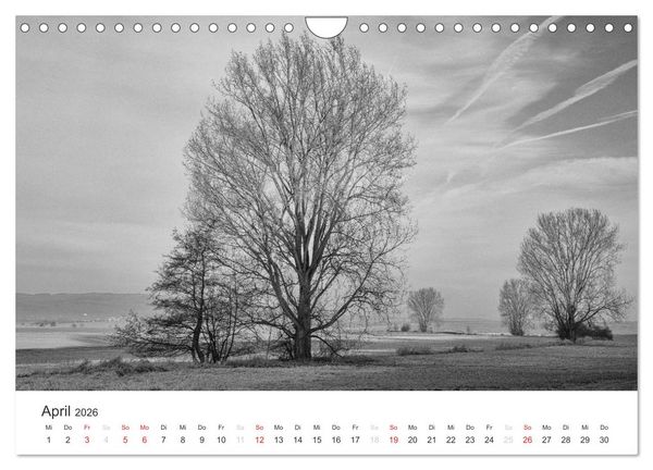 Produktbild: B&auml;ume - Natursch&ouml;nheiten in schwarz-wei&szlig; (Wandkalender 2026 DIN A4 quer), CALVENDO Monatskalender