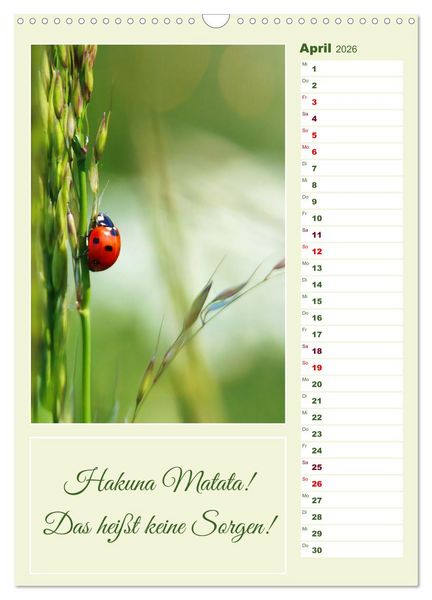 Produktbild: Marienk&auml;fer, Gl&uuml;cksbringer mit sieben Punkten (Wandkalender 2026 DIN A3 hoch), CALVENDO Monatskalender