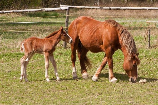Produktbild: Der kleine Hengst und die Pferdediebe