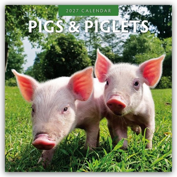 Produktbild: Pigs & Piglets &ndash; Schweine & Ferkel 2027 &ndash; 16-Monatskalender