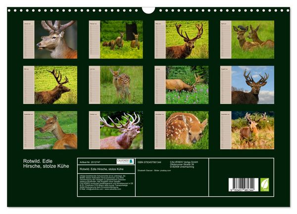 Produktbild: Rotwild. Edle Hirsche, stolze K&uuml;he (Wandkalender 2026 DIN A3 quer), CALVENDO Monatskalender