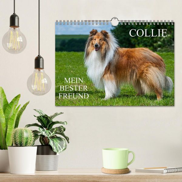 Produktbild: Collie - Mein bester Freund (Wandkalender 2026 DIN A4 quer), CALVENDO Monatskalender