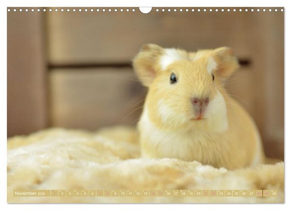 Produktbild: BABY Meerschweinchen Traumhaft s&uuml;&szlig; (Wandkalender 2026 DIN A3 quer), CALVENDO Monatskalender