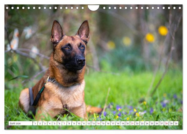 Produktbild: Malinois - belgischer Sch&auml;ferhund (Wandkalender 2026 DIN A4 quer), CALVENDO Monatskalender