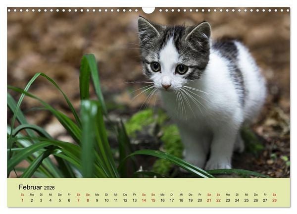 Produktbild: Junge Katzen im Wald (Wandkalender 2026 DIN A3 quer), CALVENDO Monatskalender