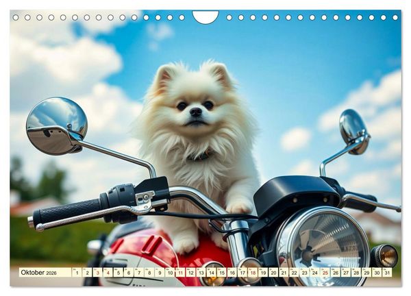 Produktbild: Tausendsassa - Pomeranian (Wandkalender 2026 DIN A4 quer), CALVENDO Monatskalender
