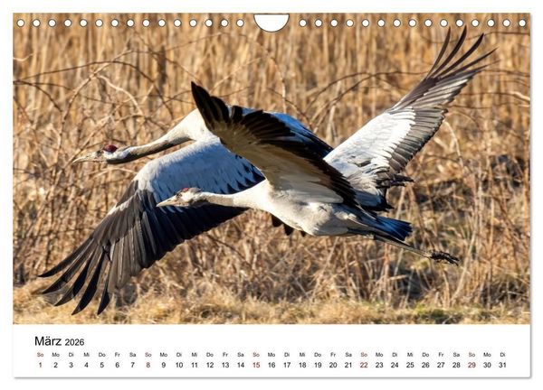 Produktbild: Kraniche im Erzgebirge (Wandkalender 2026 DIN A4 quer), CALVENDO Monatskalender