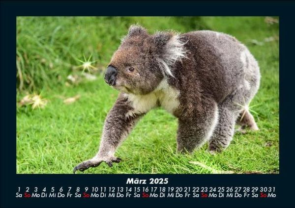 Produktbild: Koala 2025 Fotokalender DIN A5
