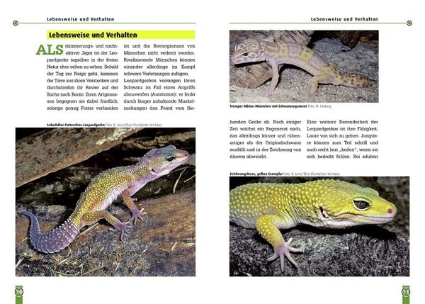 Produktbild: Der Leopardgecko
