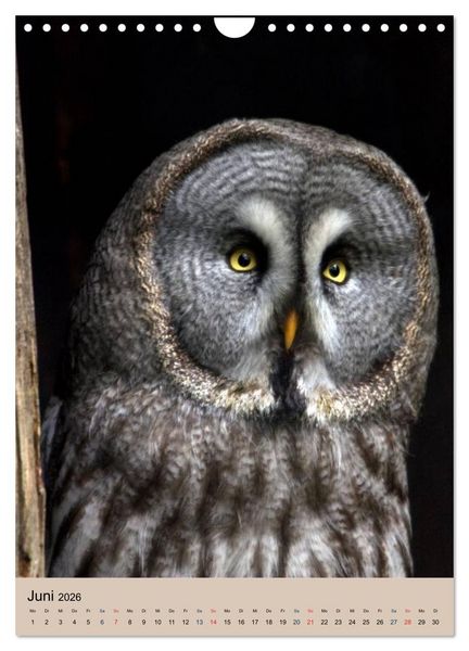 Produktbild: Raubv&ouml;gel - Die J&auml;ger der L&uuml;fte (Wandkalender 2026 DIN A4 hoch), CALVENDO Monatskalender