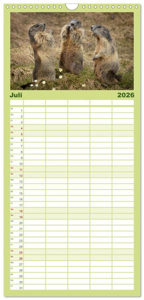 Produktbild: Familienplaner 2026 - Alpenmurmeltiere - Stars vor der Kamera mit 5 Spalten (Wandkalender, 21 x 45 cm) CALVENDO