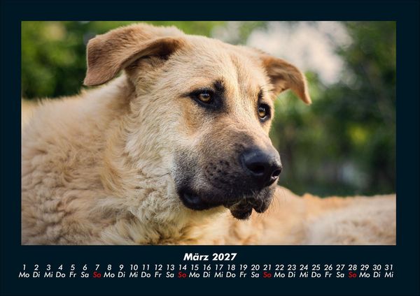 Produktbild: Der Hundekalender 2027 Fotokalender DIN A4
