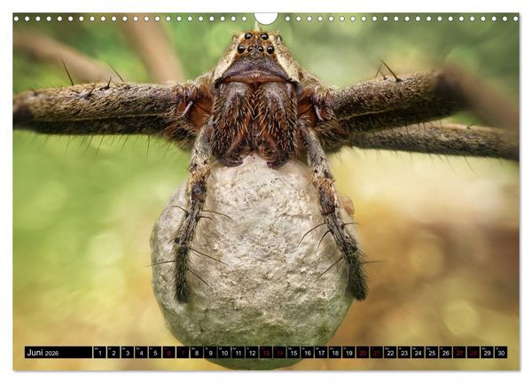 Produktbild: Faszination Makrofotografie: Spinnen (Wandkalender 2026 DIN A3 quer), CALVENDO Monatskalender