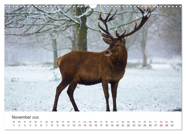 Produktbild: Rothirsche - Die imposanten K&ouml;nige der W&auml;lder. (Wandkalender 2026 DIN A3 quer), CALVENDO Monatskalender