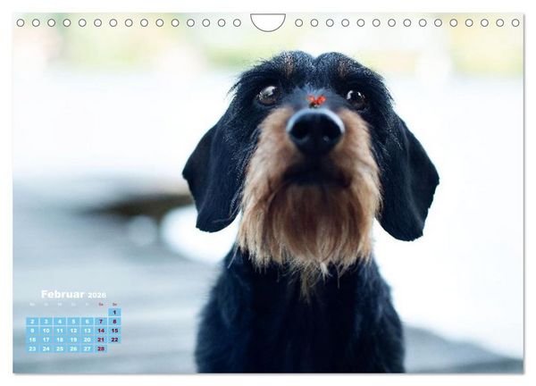 Produktbild: Geliebte Dackel (Wandkalender 2026 DIN A4 quer), CALVENDO Monatskalender