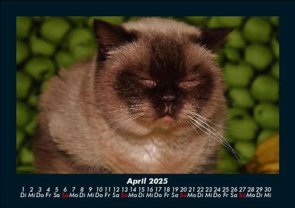 Produktbild: F&uuml;r Katzenfreunde 2025 Fotokalender DIN A5