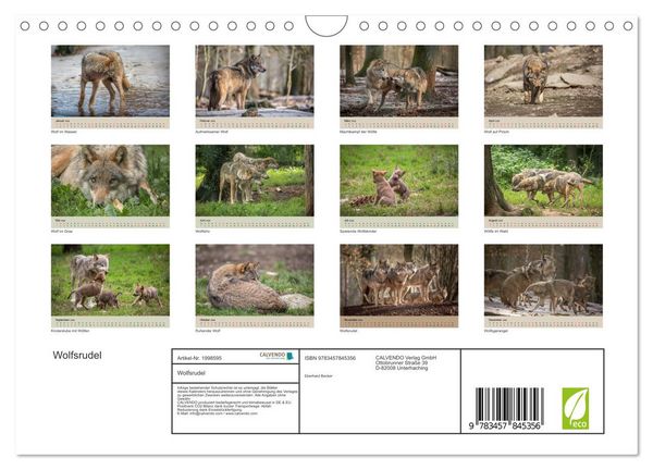 Produktbild: Wolfsrudel (Wandkalender 2026 DIN A4 quer), CALVENDO Monatskalender