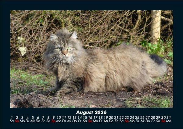 Produktbild: F&uuml;r Katzenfreunde 2026 Fotokalender DIN A5