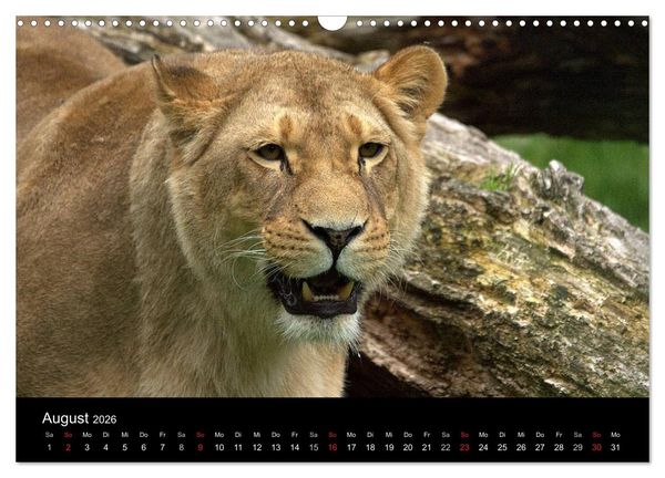 Produktbild: L&ouml;wen (Wandkalender 2026 DIN A3 quer), CALVENDO Monatskalender