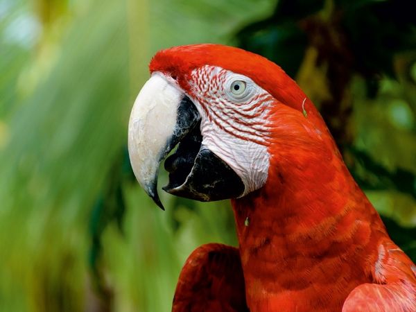 Produktbild: CALVENDO Puzzle Ein Motiv aus dem Kalender Exotic Peru | 1000 Teile Lege-Gr&ouml;&szlig;e 64x48cm Foto-Puzzle f&uuml;r gl&uuml;ckliche Stunden