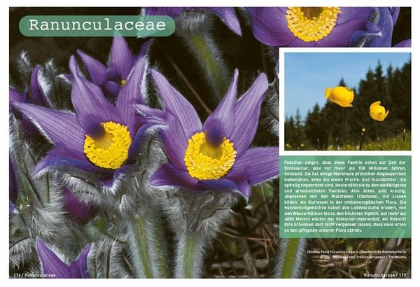 Produktbild: Botanische Grundkenntnisse auf einen Blick