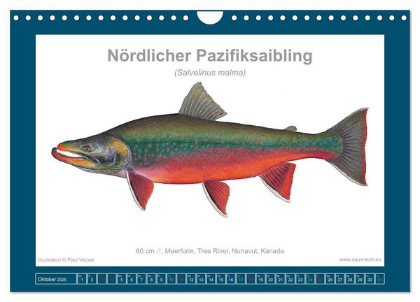 Produktbild: Fisch als Kunst 2026: Amerikanische Saiblinge (Wandkalender 2026 DIN A4 quer), CALVENDO Monatskalender