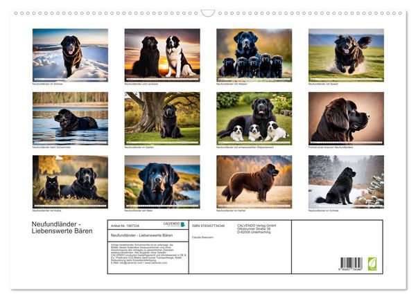 Produktbild: Neufundl&auml;nder - Liebenswerte B&auml;ren (Wandkalender 2026 DIN A2 quer), CALVENDO Monatskalender