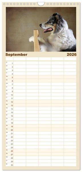Produktbild: Familienplaner 2026 - Charmante Australian Shepherds mit 5 Spalten (Wandkalender, 21 x 45 cm) CALVENDO