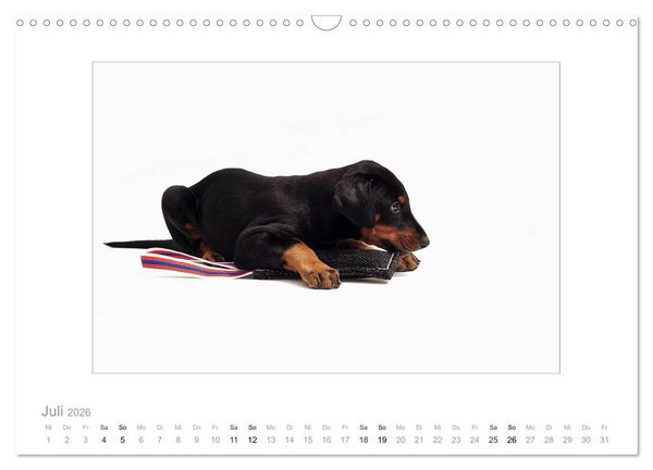 Produktbild: Dobermann Welpen (Wandkalender 2026 DIN A3 quer), CALVENDO Monatskalender
