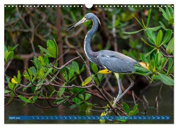 Produktbild: Blaureiher und Dreifarbenreiher (Wandkalender 2026 DIN A3 quer), CALVENDO Monatskalender